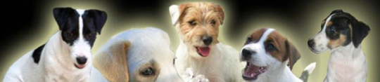 Cane Bedlington Terrier